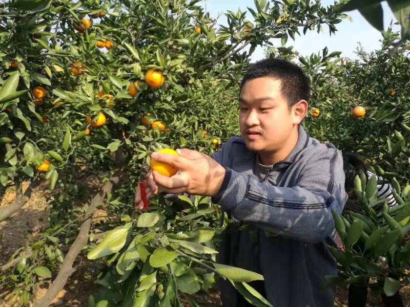 新街街道组织残疾人开展水果采摘活动.JPG