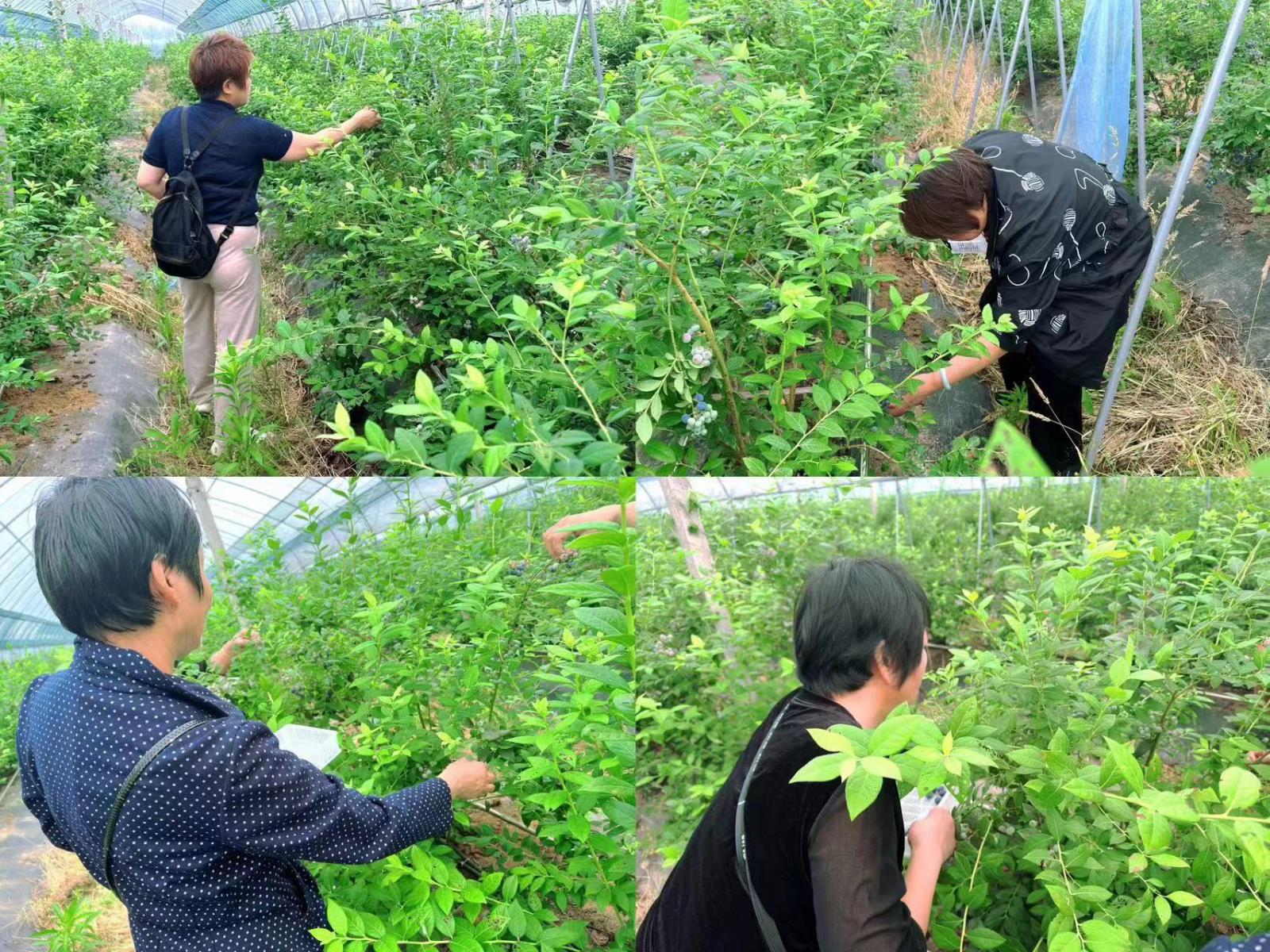 共享阳光  乐采“莓”好——宜兴市屺亭街道东郊社区“残疾人之家”组织残疾人开展采摘活动.jpg